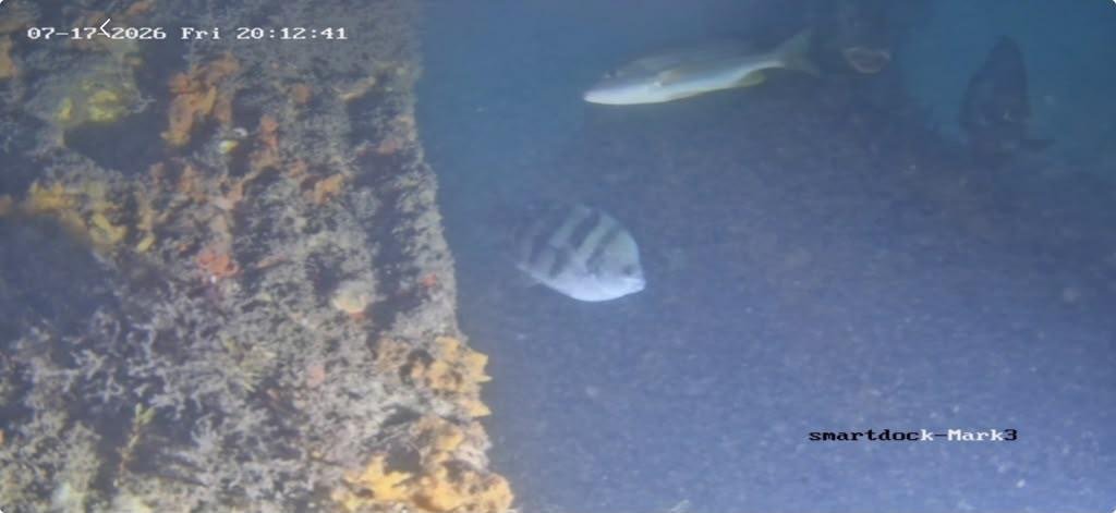 Underwater view of the installed marine panel wall, July 2026: marine growth on the submerged face with fish swimming alongside